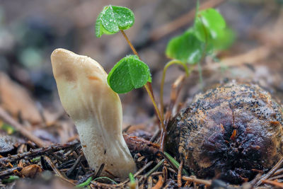 Close-up of mushroom growing on field