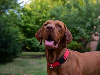 Close-up of dog