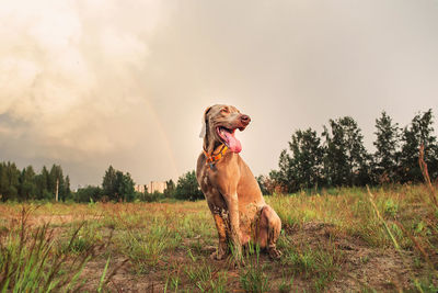 Dog looking away on field against sky