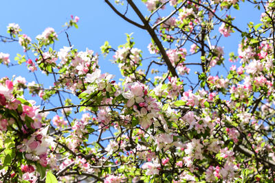 Low angle view of cherry blossoms in spring