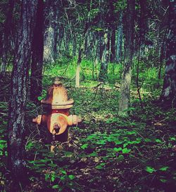 Trees in forest