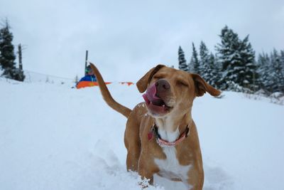 Dog on snow field against sky