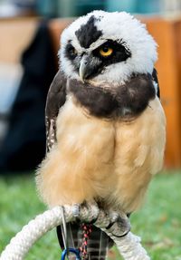 Close-up portrait of owl perching outdoors