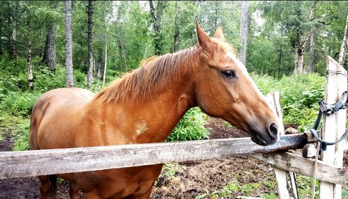 Two horses in pasture