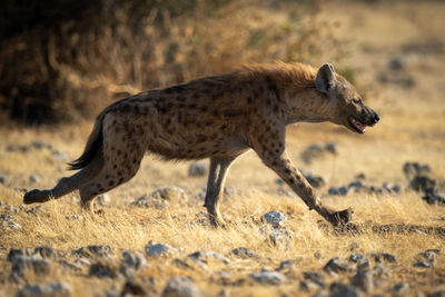 Spotted hyena runs across savannah in sun