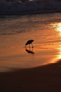 Sea bird at the waterline silhouetted against an orange beach sunset