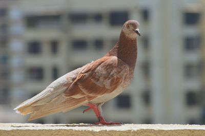 Close-up of a bird