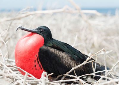 Close-up of bird perching on nest