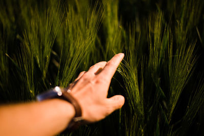 Cropped image of hand touching plant on field