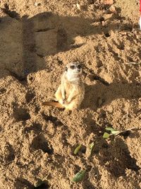 High angle view of cat on sand at beach