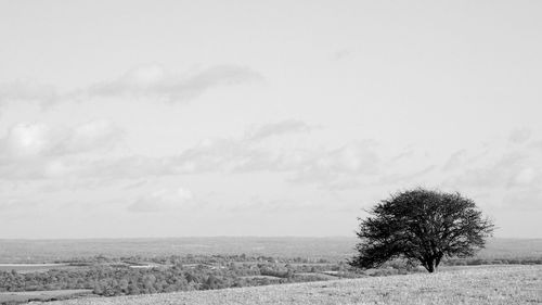 Tree on field against sky