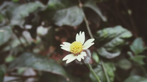 Close-up of white flower