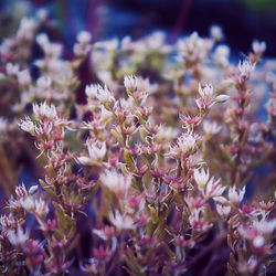 Close-up of pink flowers blooming outdoors