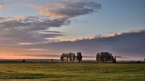 Trees on field against sky during sunset