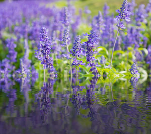 Close-up of purple flowering plants on field