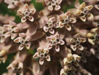 Close-up of flowering plant