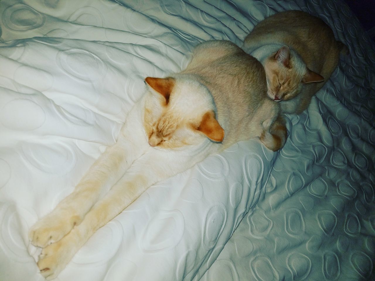 HIGH ANGLE VIEW OF CATS SLEEPING ON BED