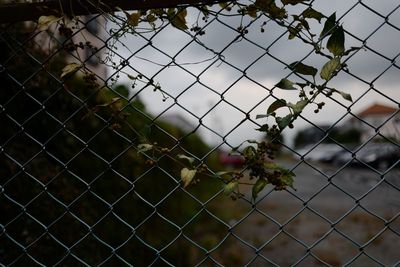 Close-up of chainlink fence