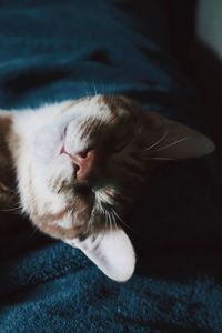 Close-up of cat lying on bed