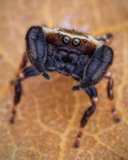 Extreme close-up of jumping spider, rhene species