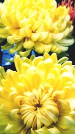 Close-up of yellow flower