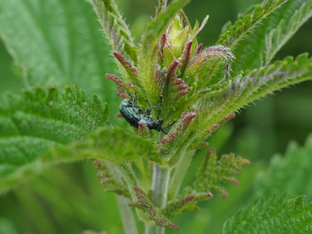 Close-up of insect on plant