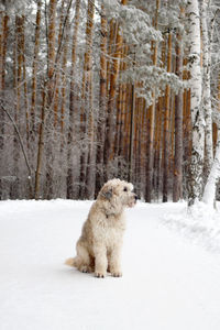 Portrait of south russian shepherd dog for a walk in a winter forest.