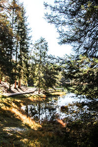 Trees by lake in forest against sky