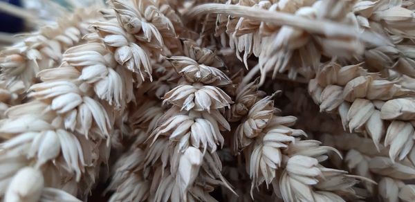 Full frame shot of onions for sale