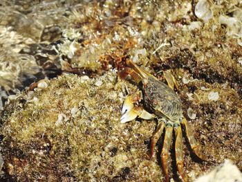 Close-up of crab in sea