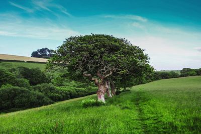 Trees on field against sky