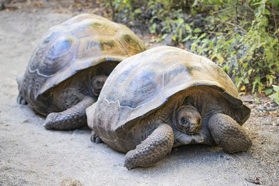 Close-up of turtle on ground