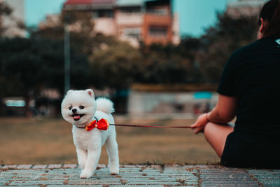 Full length of woman with dog against white background