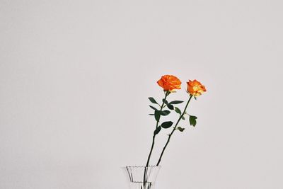 Orange roses in vase against white background