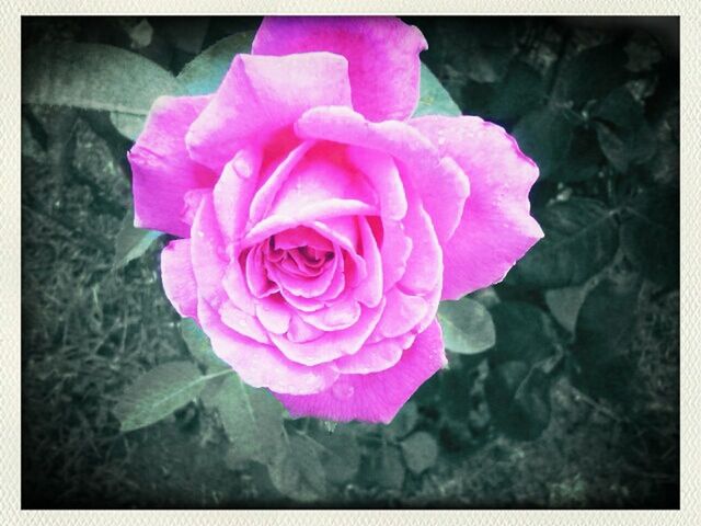 flower, petal, transfer print, flower head, fragility, freshness, pink color, auto post production filter, beauty in nature, close-up, single flower, nature, rose - flower, blooming, growth, pink, high angle view, in bloom, focus on foreground, plant