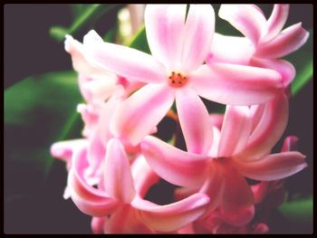 Close-up of pink flowers