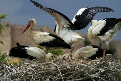 Flock of birds in nest