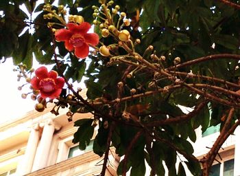 Low angle view of red flowers