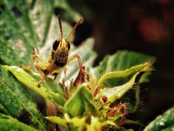 Close-up of insect on leaf