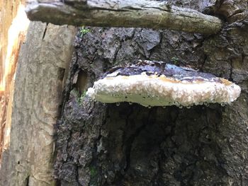 Close-up of mushroom growing on tree trunk