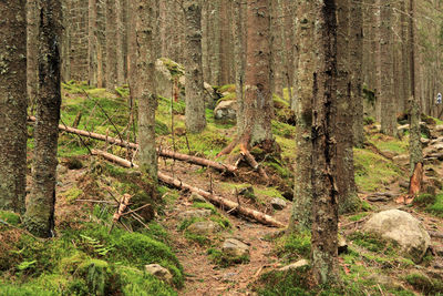 Trees in forest