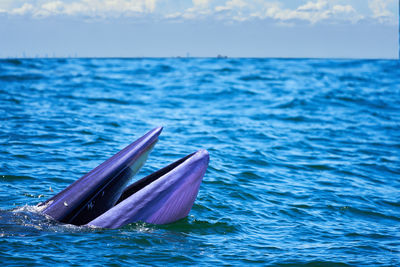 View of an animal swimming in sea