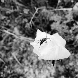 Close-up of insect on flower