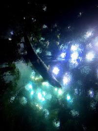 Low angle view of trees at night