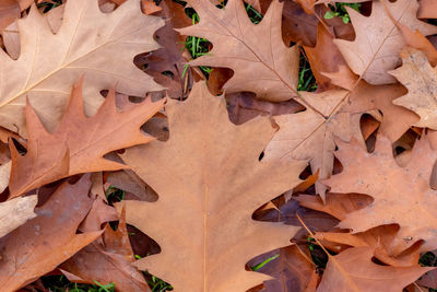 Full frame shot of dried autumn leaves