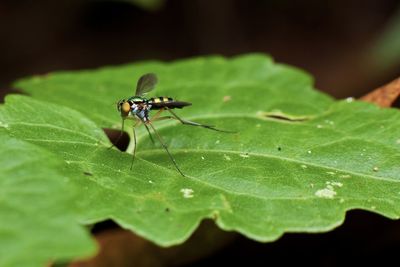 Close-up of insect on leaf