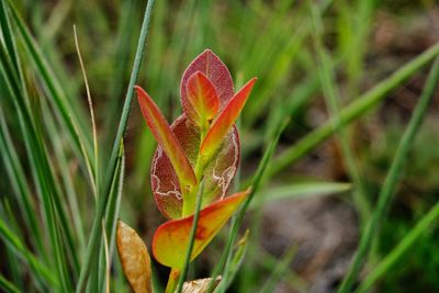 Close-up of red flowering plant on field