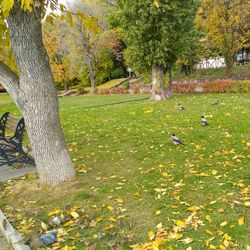 Trees on landscape during autumn