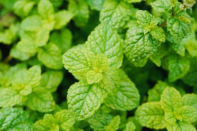 Full frame shot of fresh green leaves