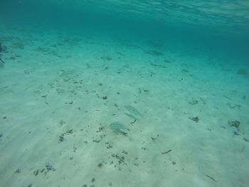 High angle view of fish swimming in sea